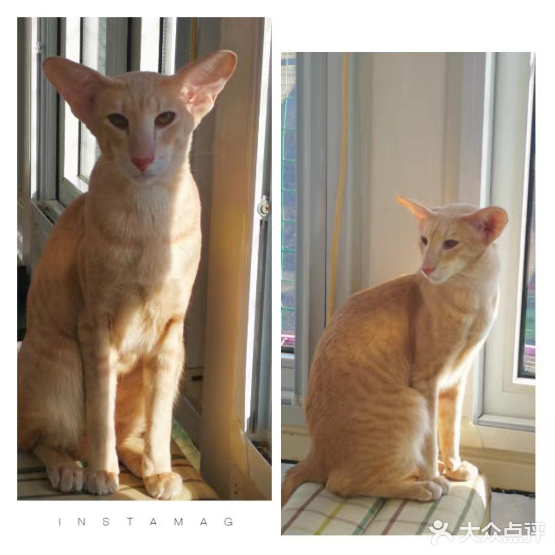 是一家以猫为主题的网红餐厅