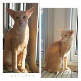 是一家以猫为主题的网红餐厅