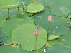 -北纬44度·金珠花海休闲农业旅游景区