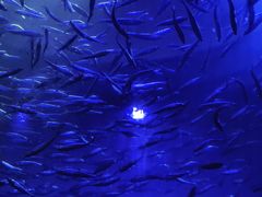 -瑞普利水族馆