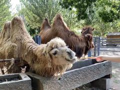 -长白岛森林公园