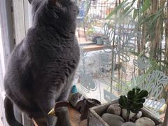 -海边的猫和咖啡馆