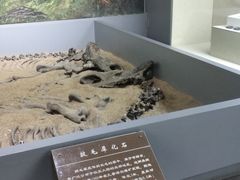 -呼伦贝尔民族博物馆