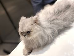 -飞行喵MR PILOT|猫舍·猫咖(静安大融城店)