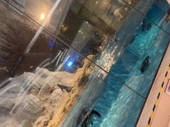 -帝企鹅自助餐厅•儿童岛•真企鹅(长隆企鹅酒店)