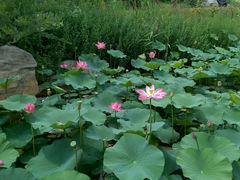 android_upload_pic-青岛国学公园