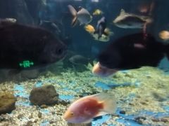 -秦皇岛新澳海底世界