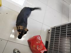 -北京观赏动物医院·24小时大型综合·猫专科·异宠专科