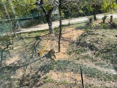 -深圳野生动物园