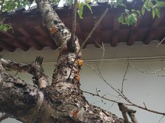 -南汇桃花村
