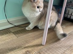 -菲丽丝宠物医院·24小时·猫科中心·免疫点(淮海分院)