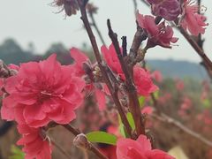 -南国桃园旅游度假区