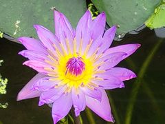 -国家植物园南园