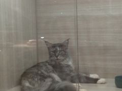 -飞行喵MR PILOT|猫舍·猫咖(静安大融城店)