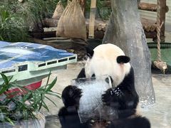 -灵玲国际马戏城