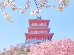 -古柏渡丰乐樱花园