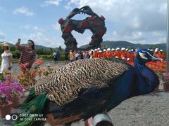 -亚龙湾国际玫瑰谷