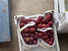 -马陆小张葡萄园农家乐