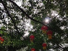 -海南热带野生动植物园