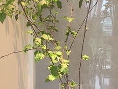 -墨宴(西洋湖店)