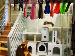 -喵喵咪呀布偶猫咖(春熙路店)
