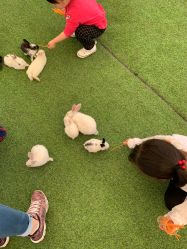 点击看大图 -萌宠亲子动物乐园(槐房万达店)