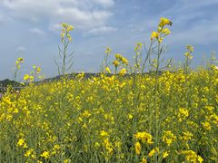 -光明小镇欢乐田园