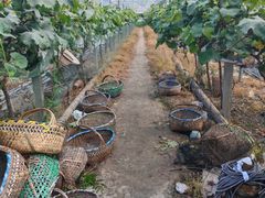 -马陆小张葡萄园农家乐