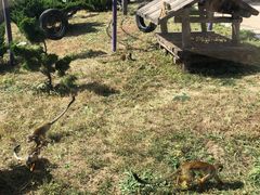 -大连森林动物园