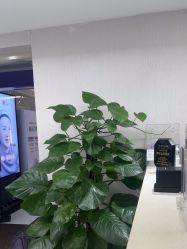 -广州美莱医疗美容医院