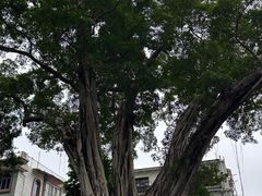 -荔湾湖公园