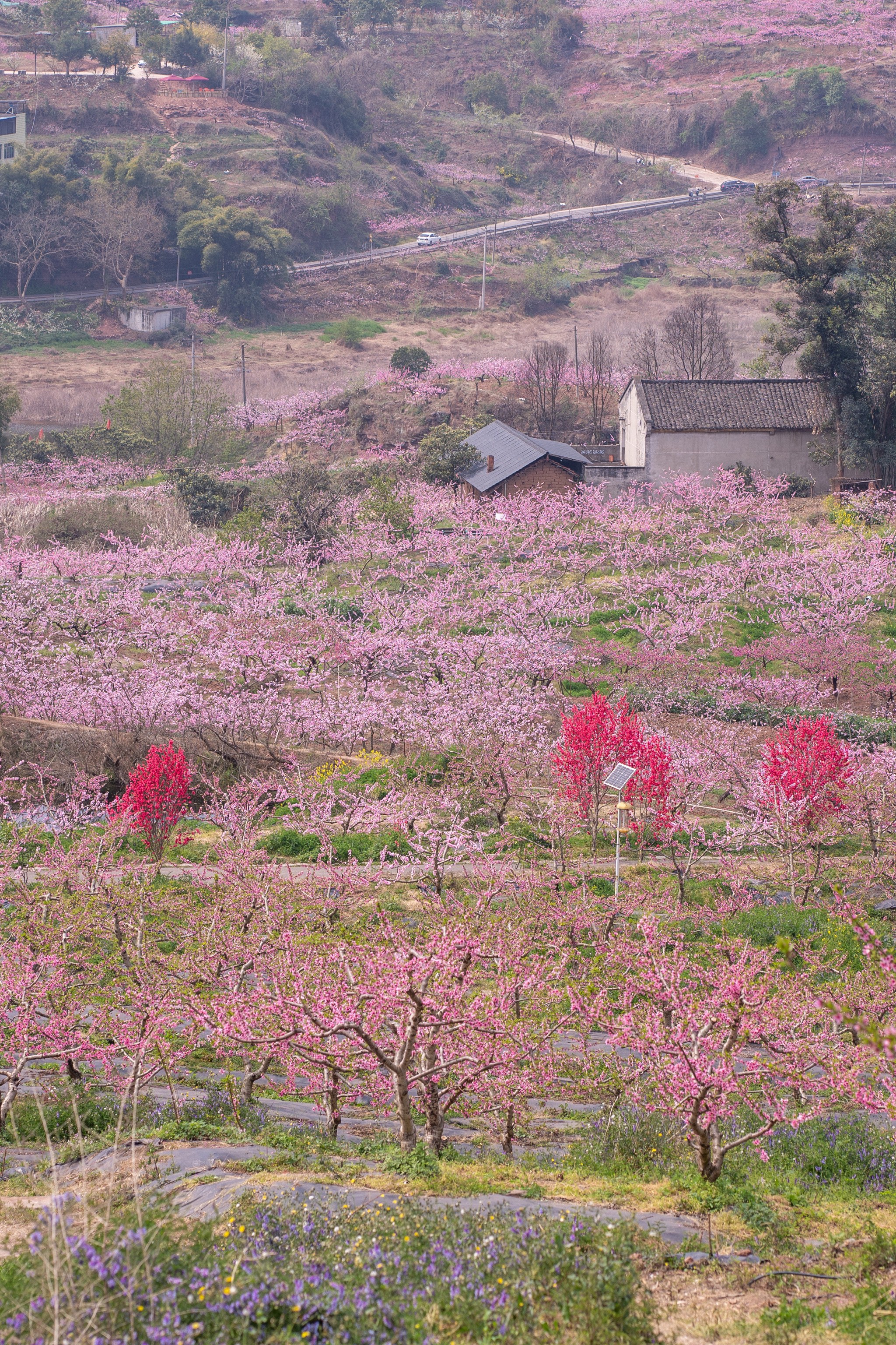 成都龙泉桃花图片