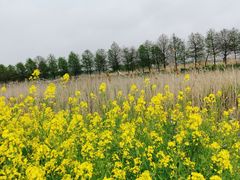 -东平国家森林公园