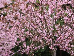 -上海滨江森林公园