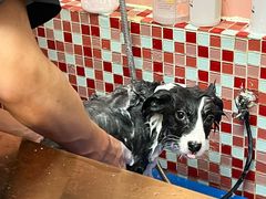 -FAELING PETS美天灵宠物(合生汇店)
