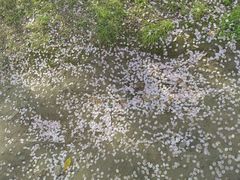 -高东镇樱花园