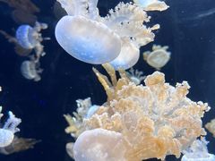 -新加坡海洋生态馆