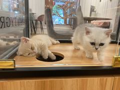 -袖虎·猫馆(体育西路店)