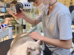 -momokira米努特·德文卷毛猫·棉花面纱犬