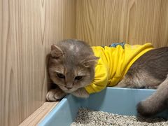 -屋虎猫馆(宝安大仟里店)