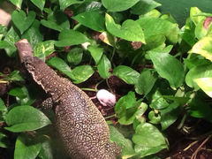 iphone_upload_pic-上海大自然野生昆虫馆
