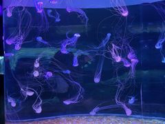 -欢乐海岸海洋奇梦馆