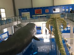 -上海海洋大学鱼文化博物馆(军工路校区)