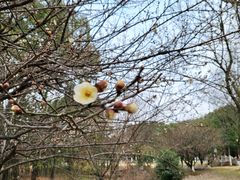 -穹窿山景区