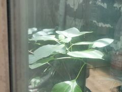 -院子餐厅·大锅菜·老杭帮(桥西直街店)