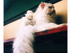 -猫咪博物馆(顶澳仔猫街店)