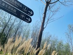 -合肥滨湖国家森林公园