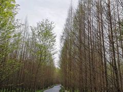 -桤木河湿地公园