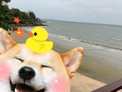 -卷心菜和避孕套餐厅(Pattaya)
