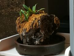 -良木缘咖啡西餐(太古里店)